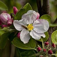 Buy canvas prints of Apple blossom time by Jim Jones