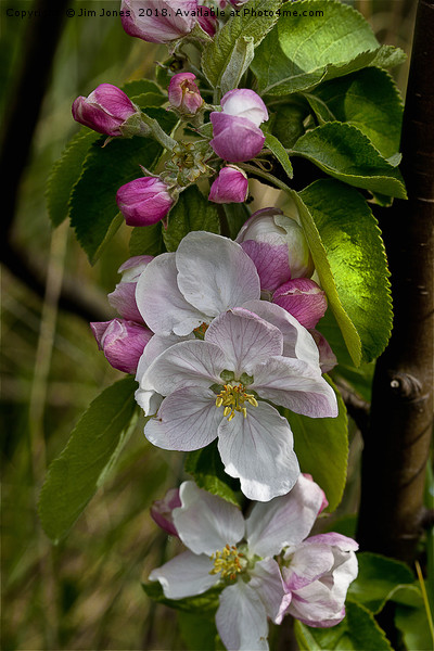Apple blossom time  Picture Board by Jim Jones