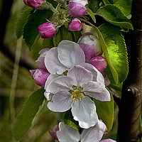 Buy canvas prints of Apple blossom time  by Jim Jones