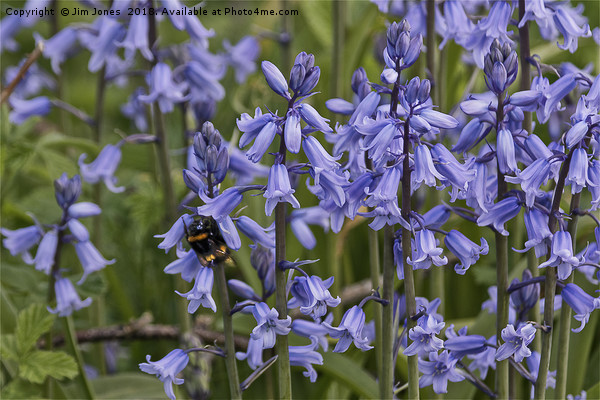 English Bluebells and a Bee Picture Board by Jim Jones