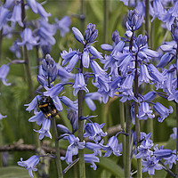 Buy canvas prints of English Bluebells and a Bee by Jim Jones