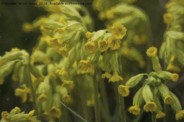 Cowslips with an Oil Painting filter Picture Board by Jim Jones