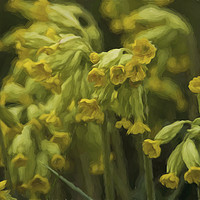 Buy canvas prints of Cowslips with an Oil Painting filter by Jim Jones