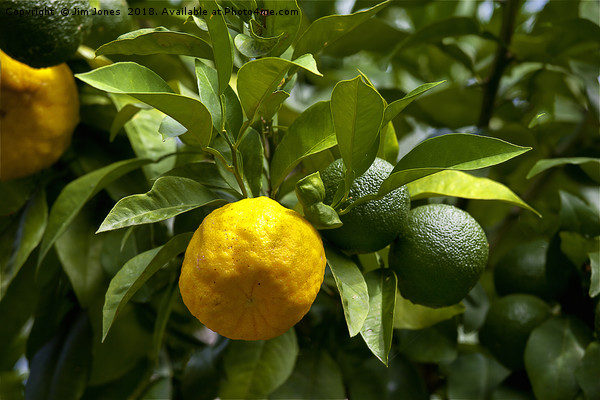 Yellow and green Italian lemons Picture Board by Jim Jones
