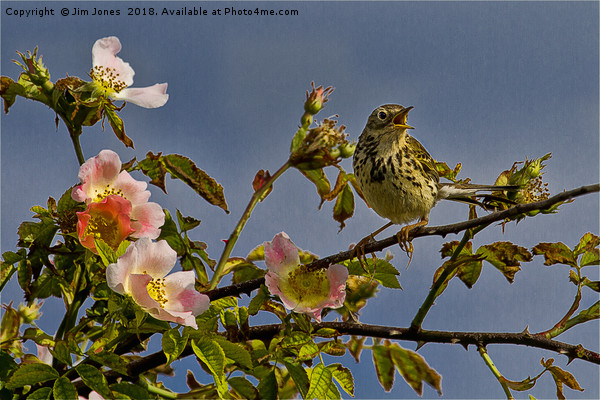 Meadow Pipit and roses Picture Board by Jim Jones