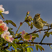 Buy canvas prints of Meadow Pipit and roses by Jim Jones