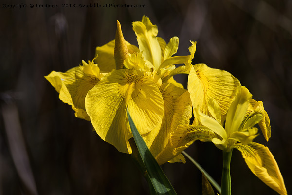 Yellow Flag Iris Picture Board by Jim Jones
