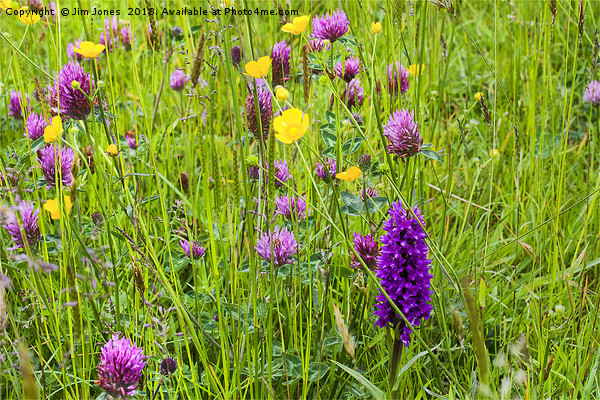 English Flower Meadow Picture Board by Jim Jones