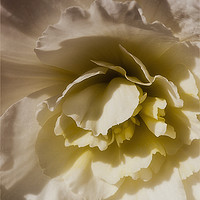 Buy canvas prints of A lighter shade of pale..... by Jim Jones