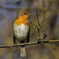 Buy canvas prints of Robin branching out! by Jim Jones