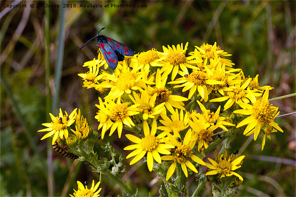 Insects on Common Ragwort Picture Board by Jim Jones