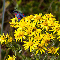 Buy canvas prints of Insects on Common Ragwort by Jim Jones