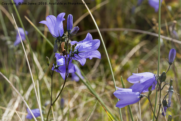 Wild Harebells on the dunes Picture Board by Jim Jones