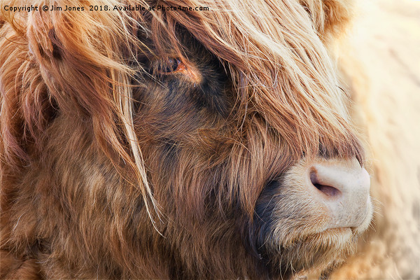 Highland Cow portrait Picture Board by Jim Jones