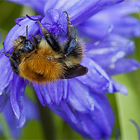 Buy canvas prints of Bumble Bee on Bluebells by Jim Jones