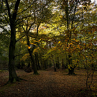 Buy canvas prints of Autumn woodland colours by Jim Jones