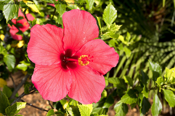 Hibiscus flower in sunshine Picture Board by Jim Jones