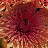 Buy canvas prints of Floral Art by Jim Jones