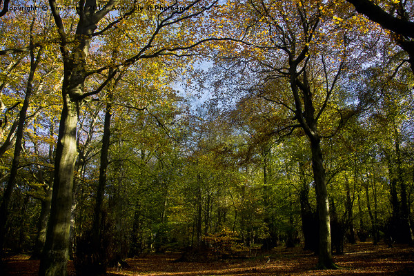 Woodland in Autumn Sunshine Picture Board by Jim Jones