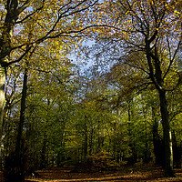 Buy canvas prints of Woodland in Autumn Sunshine by Jim Jones