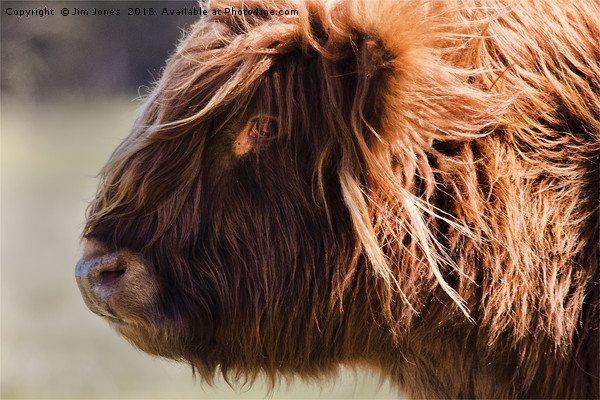 Highland cow portrait (2) Picture Board by Jim Jones