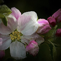 Buy canvas prints of Artistic Apple Blossom by Jim Jones