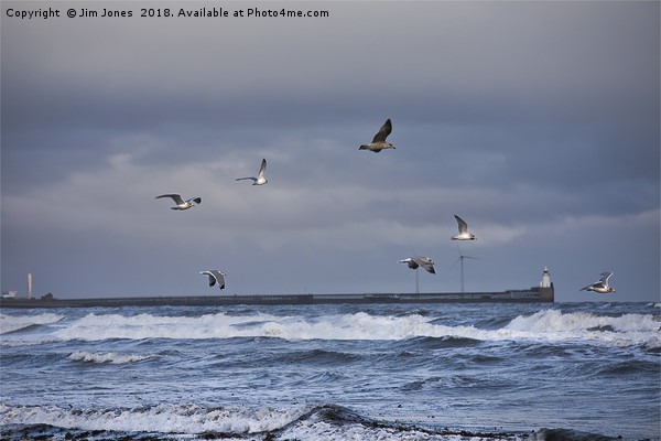 Seagulls Picture Board by Jim Jones