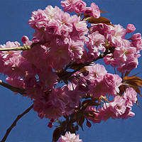 Buy canvas prints of Artistic Pink Cherry Blossom by Jim Jones