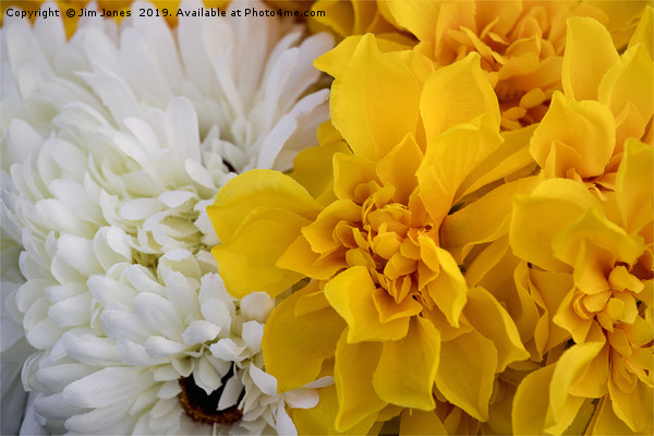Yellow and White Chrysanthemums Picture Board by Jim Jones