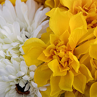 Buy canvas prints of Yellow and White Chrysanthemums by Jim Jones