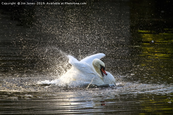 Making a bit of a splash! Picture Board by Jim Jones