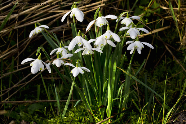 A clump of wild woodland Snowdrops Picture Board by Jim Jones