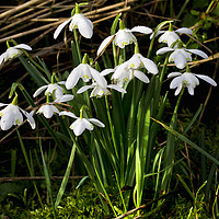 Buy canvas prints of A clump of wild woodland Snowdrops by Jim Jones