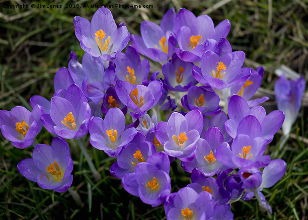 Clump of Wild Crocus Picture Board by Jim Jones