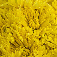 Buy canvas prints of Frame full of yellow Chrysanthemums by Jim Jones