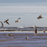 Buy canvas prints of Seventeen super seaside seagulls by Jim Jones