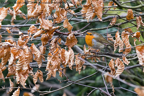 Robin perched in a beech hedge Picture Board by Jim Jones