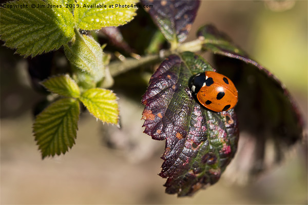 Ladybird welcoming in Spring. Picture Board by Jim Jones