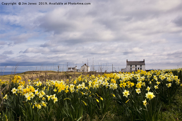 Seaton Sluice Harbour dressed for Spring Picture Board by Jim Jones