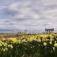 Buy canvas prints of Seaton Sluice Harbour dressed for Spring by Jim Jones