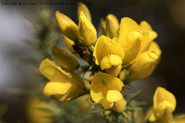Raindrop on Gorse Flowers. Picture Board by Jim Jones