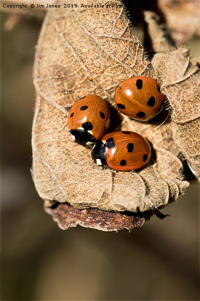 Three Ladybirds on a dead leaf. Picture Board by Jim Jones