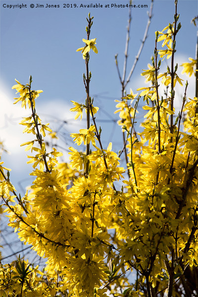 Forsythia under a blue sky and white clouds Picture Board by Jim Jones