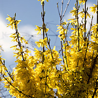 Buy canvas prints of Forsythia under a blue sky and white clouds by Jim Jones