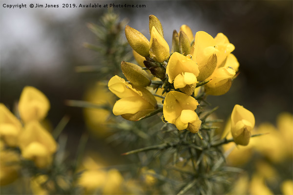 Raindrops on Gorse Flowers Picture Board by Jim Jones