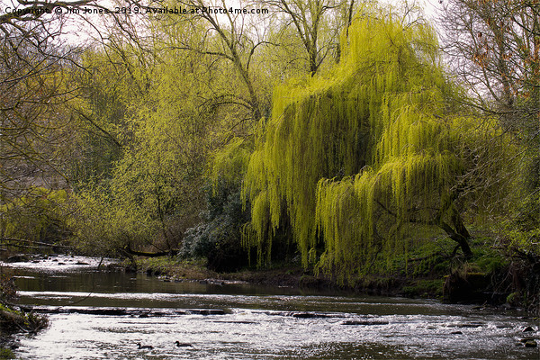 Weeping Willow on River Blyth Picture Board by Jim Jones