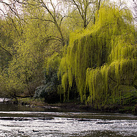 Buy canvas prints of Weeping Willow on River Blyth by Jim Jones