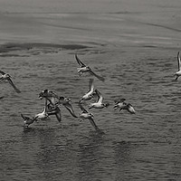 Buy canvas prints of Small flock of Sanderlings in flight in B&W by Jim Jones