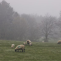Buy canvas prints of Sheep grazing in foggy Northumberland by Jim Jones