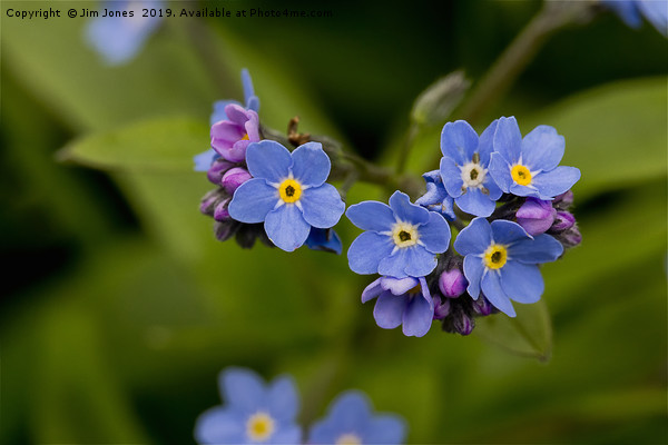 Forget-me-not in Springtime Picture Board by Jim Jones